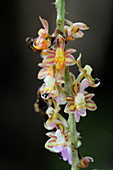 Wild epiphytic orchid