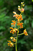 Vandopsis Orchid