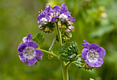 Largeflowered Phacelia