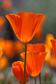 Tufted Poppy