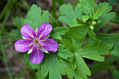 Purple Wild Geranium