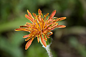 Orange Agoseris