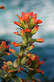 Monterey Indian Paintbrush