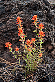 Brewer's Indian Paintbrush
