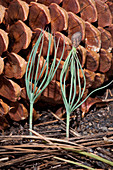 Jeffrey Pine Seedlings