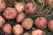 Red Sun Potatoes