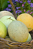 Melons in basket
