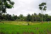 Laotian Rice Fields