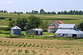 Corn Fields in Iowa