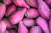 Prickly Pear Cactus fruits