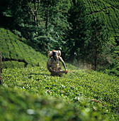 Worker Spraying Tea Plants