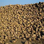 Pile of harvested sugar beets