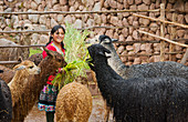 Local Woman Feeding Llamas,Peru
