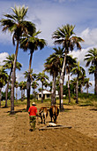 Oxen Ploughing Tobacco Fields,Cuba