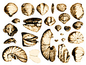 Fossilized Shells,1844