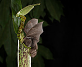 Hardwicke's woolly bat and Pitcher Plant