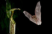Hardwicke's woolly bat at Pitcher Plant