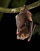 Hardwicke's woolly bat