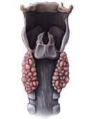 Thyroid and Parathyroid Anatomy