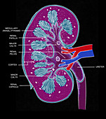 Cross Section of Right Kidney