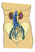 Lower Lymph System