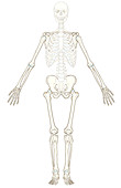 Appendicular Skeleton
