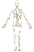 Skeletal System