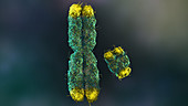 X Y Chromosome Telomeres