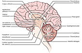 Brain,Midsagittal View
