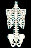 Bones of the Torso