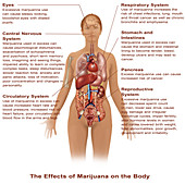 Effects of Marijuana Use
