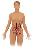 Female Internal Organs