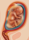 Fetal Growth - Month 5