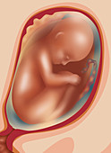 Fetal Growth - Month 7