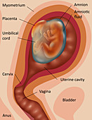 Fetus Illustration
