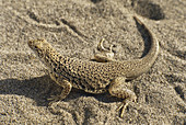 Mojave Fringe-toed Lizard