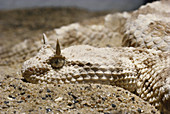 Desert Horned Viper