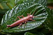 Walking Stick Insect