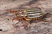 Ten-lined June Beetle