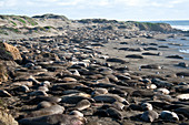 Northern Elephant Seals