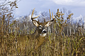 White-Tailed Buck in Fall