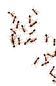Group of Fire Ants