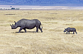 Black Rhino with Calf