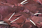 Walrus Haul-Out