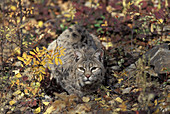 Young Bobcat