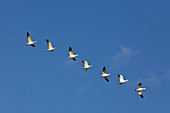 Seven Snow Geese in Flight