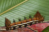 Punk caterpillar