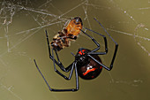 Black widow eating honeybee