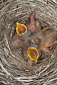 Robin nestlings