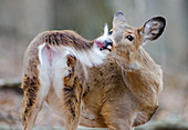 White-tailed Deer Grooming